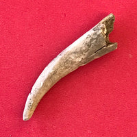 5662 Antler Arrowpoint Arrowhead Native American Arkansas Relic Artifact Bone Prehistoric Ancient FREE SHIP