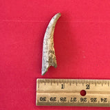 5662 Antler Arrowpoint Arrowhead Native American Arkansas Relic Artifact Bone Prehistoric Ancient FREE SHIP