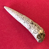 5668 Antler Arrowpoint Arrowhead Native American Arkansas Relic Artifact Bone Authentic Prehistoric Ancient FREE SHIP