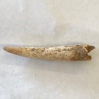 Ancient Antler Point Real Arrowhead Native American Indian Relic Arkansas Artifact Bone Ancient 5455 FREE SHIP