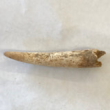 Ancient Antler Point Real Arrowhead Native American Indian Relic Arkansas Artifact Bone Ancient 5455 FREE SHIP