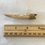 Ancient Antler Point Real Arrowhead Native American Indian Relic Arkansas Artifact Bone Ancient 5455 FREE SHIP