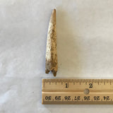 Ancient Antler Point Real Arrowhead Native American Indian Relic Arkansas Artifact Bone Ancient 5455 FREE SHIP
