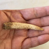 Ancient Antler Point Real Arrowhead Native American Indian Relic Arkansas Artifact Bone Ancient 5455 FREE SHIP