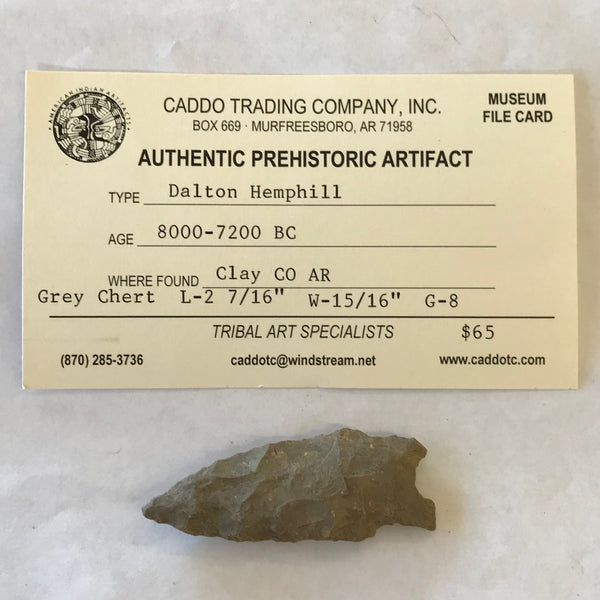 Authentic Ancient Dalton Hemphill Point Real Arrowhead Native American Indian Relic Arkansas Artifact Chert *5457 FREE SHIP