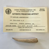 Antler Arrow Point Arrowhead Native American Artifact Arkansas Relic Indian Real Bone 5481 FREE SHIP