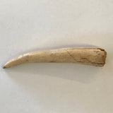 Antler Arrow Point Arrowhead Native American Artifact Arkansas Relic Indian Real Bone 5481 FREE SHIP