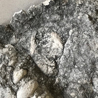 Limestone Fossiliferous Rock Specimen Mineral Display Fossils 4" Marine FREE SHIPPING