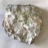 Limestone Fossiliferous Rock Specimen Mineral Display Fossils 4" Marine FREE SHIPPING
