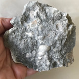 Limestone Fossiliferous Rock Specimen Mineral Display Fossils 4" Marine FREE SHIPPING