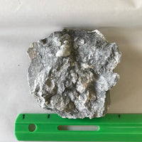 Limestone Fossiliferous Rock Specimen Mineral Display Fossils 4" Marine FREE SHIPPING