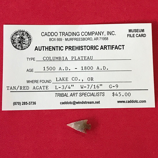 5575* Columbia Plateau Point Arrowhead Native American Relic Indian Artifact Oregon Authentic Agate FREE SHIP